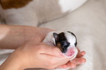 A small newborn cute puppy jack Russell terrier sleeps in his arms.