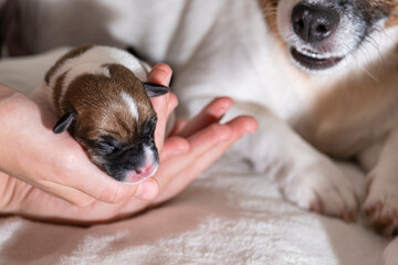 A small newborn cute puppy jack Russell terrier sleeps in his arms.