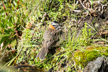 Rufous-collared sparrow (Zonotrichia capensis) in the grass beside a creek at a lodge on the slope of Cotopaxi Volcano, Ecuador
