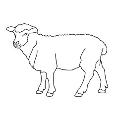 Vector linear black and white illustration of a sheep