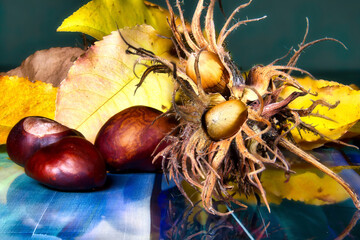 Chestnuts and hazelnuts in their shells with a colored background,