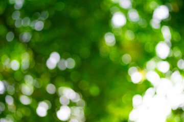 Obraz premium Green nature background. Summer spring background. Blurred green leaves background. Tree branch bokeh background. Leaf backdrop.