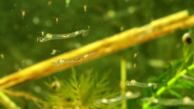 Phantom Midge larvae (Chaoborus sp.) underwater in a pond, drifting and hunting, wide view with two main subjects, upper subject captures and eats a copepod. 