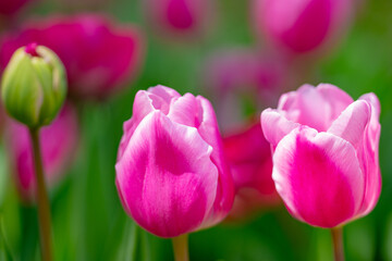 Fototapeta premium Pink spring flowers tulips. Spring background for Easter or Valentines Day. Beautiful bouquet of tulips in spring with blurred background. Bright purple color of blossom tulips. Violet Spring flower.
