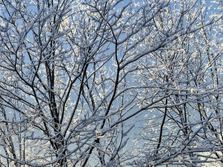 snow covered bare trees against a clear blue sky. abstract nature. abstract background. winter landscape. winter background. winter aesthetic. snowy