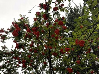 Fototapeta premium Ripe fruits in the leafage of Sorbus aucuparia in autumn. Close-up. Sorbus aucuparia, commonly called rowan, whitebeam and mountain ash, is a species of deciduous tree or shrub in the rose family. 