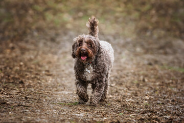 Brown cockapoo in the Windsor forest walkoing towards the camera on a path
