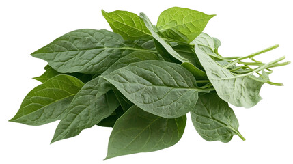 Fototapeta premium High-Angle Close-up of Fresh Green Leaves Composition, Isolated on White Background, Botanical Photography