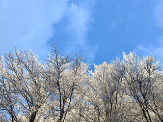 snow covered bare trees against a clear blue sky. abstract nature. abstract background. winter landscape. winter background. winter aesthetic. snowy
