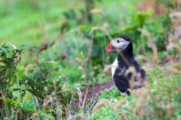 Skomer Island puffin standing on a hillside