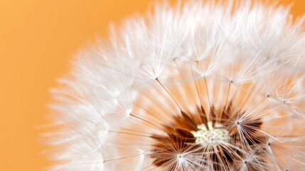 Fototapeta premium A close up of a dandelion on an orange background