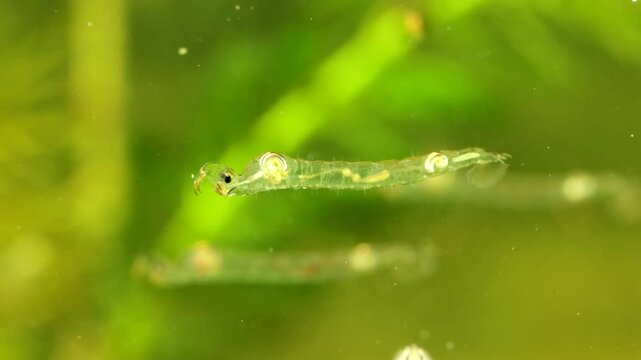 Phantom Midge larva (Chaoborus sp.) underwater in a pond, drifting backwards and to the right while panning with subject, macro close-up. 