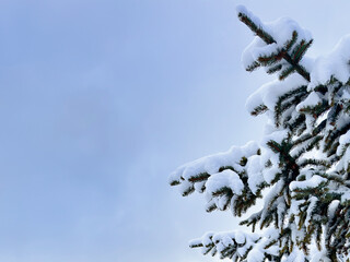 snow-covered pine tree branches. winter forest. space for text. winter background. winter aesthetic. snowy background. Christmas atmosphere