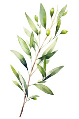 Olive Branch with Green Leaves and Buds