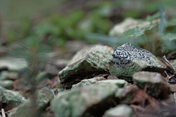 Stones with grass growing through them, photographed in close-up.