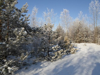 Pine trees covered with snow on a frosty morning. Beautiful winter nature. Sun snow forest landscape.
