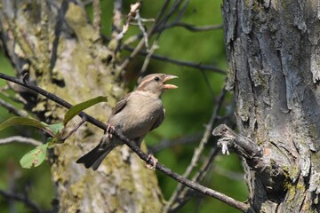 female house sparrow perched bird