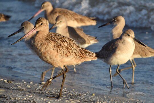 marbled godwit non breeding bird on beach