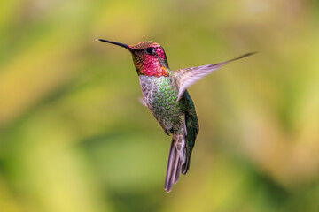 Anna's Hummingbird (Calypte anna)