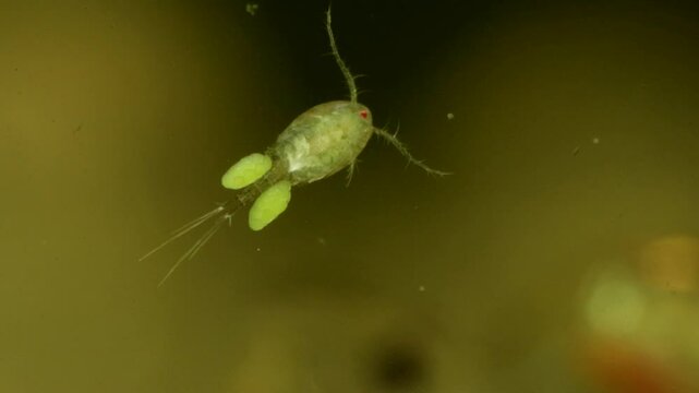 Copepod (Copepoda) underwater in a pond, sitting still while a Phantom Midge larva drifts by out of focus in the background, ultra-macro close-up. 