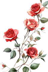 Fototapeta premium Elegant Red Roses with Green Leaves on transparent background