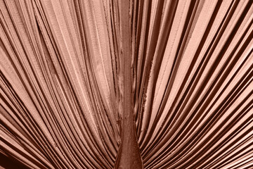 Demonstrating Mocha mousse color of the year 2025. Abstract brown floral wallpaper background. Palm leaf closeup.