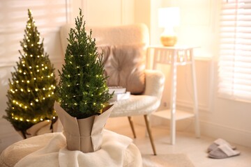 Small spruce trees decorated with Christmas lights indoors