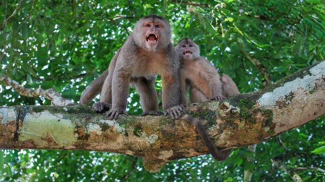 Two Capuchin monkeys in a tree with facial expressions at Puerto Napo-Puerto Misahualli, Ecuador