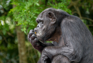 Naklejka premium A captivity chimpanzee eating some fruits 