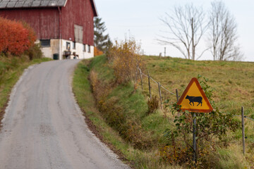 Warning sign for cows by roadside with red barn in the background