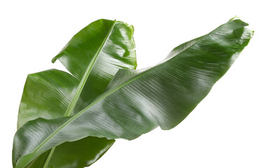 Fresh green banana tree leaves isolated on white