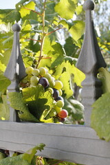 Chorwackie winogrona na ogrodzeniu © Kinga Domaradzka