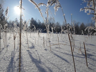 Pine trees covered with snow on a frosty morning. Beautiful winter nature. Sun snow forest landscape.