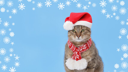 Cat in Santa hat and scarf on blue background with snowflakes, Christmas cat photo, Santa cat, festive feline, holiday pet image. Happy New Year. Xmas. Merry Christmas. Space for text. 2025 