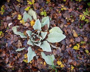 A plant hidden by leaves. 