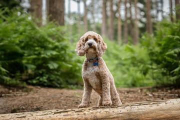 Cockapoo dog at Virginia Water Lake in Berkshire looking cute on a fallen tree log