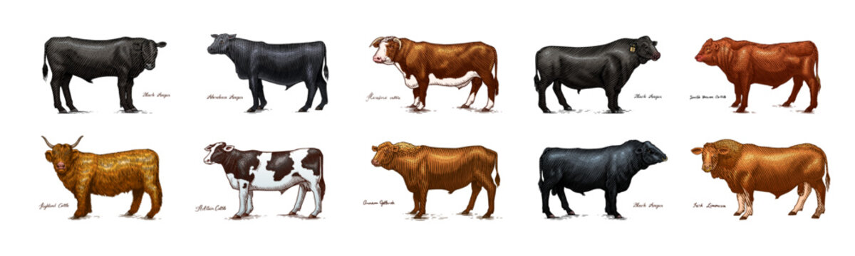 A Group Of Cows Standing Next To Each Other On A White Background. Farm cattle bulls. Different breeds of domestic animals. Engraved hand drawn monochrome sketch. Vintage line art.