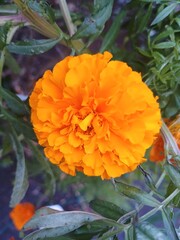 orange dahlia flower