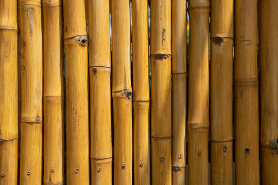 The bamboo background. Japan nature. Bamboo trees texture. Bamboo forest. Background Bamboo for banner, backdrop or texture - Powered by Adobe