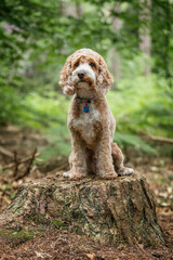 Cockapoo dog at Virginia Water Lake in Berkshire on a tree stump looking very cute