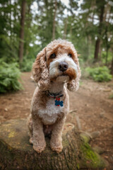 Cockapoo dog at Virginia Water Lake in Berkshire on a tree stump looking very cute