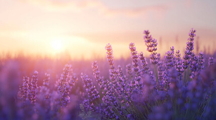 Naklejka premium Lavender field under a soft sky at dusk, with light gently reflecting on the flowers, creating a calm and peaceful atmosphere.