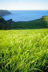 Pradera de hierba verde y horizonte de mar azul en litoral asturiano 