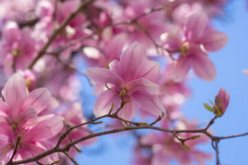 Spring bloom magnolia tree flowers. Blossom magnolia flower. Spring background. Blossom texture. Spring banner.