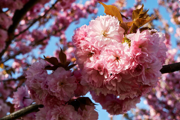 Close-up of vibrant cherry blossoms with pink petals and foliage