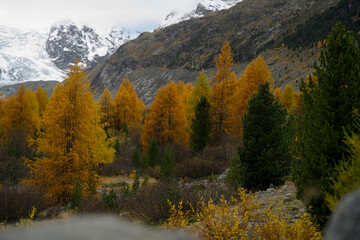 Golden larch trees in autumn, set in the Swiss Engadin region near Morteratsch Valley, with the Bernina Group mountains in the background.