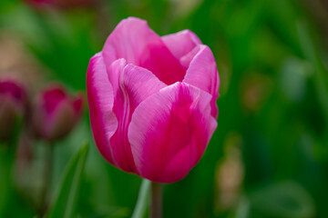 Blossom spring. Bunch of tulips. Close up spring flowers. Amazing tulips blooming in garden. Tulip flower plants landscape. Spring blossom background.