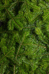 fir banner background close up