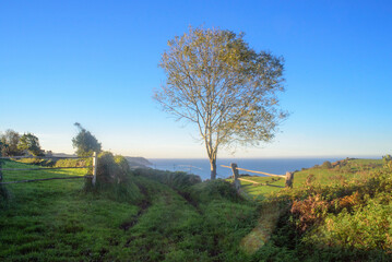 Arbol entre parcelas de pasto en litoral asturiano  