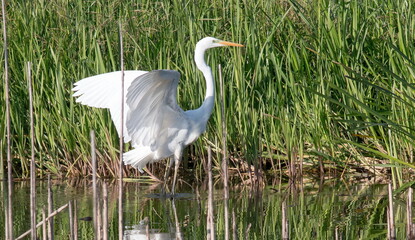 Fototapeta premium snowy egret in the marsh